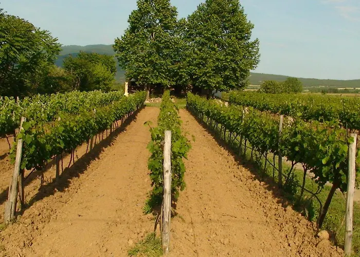 Ampeli Stoneηouse *